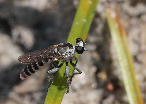 Image of Stichopogon