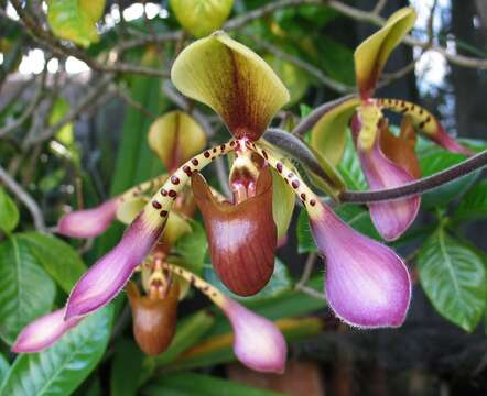 Sivun Paphiopedilum lowii (Lindl.) Stein kuva