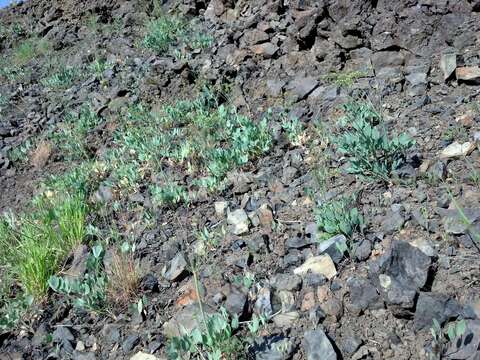 Image of barestem biscuitroot