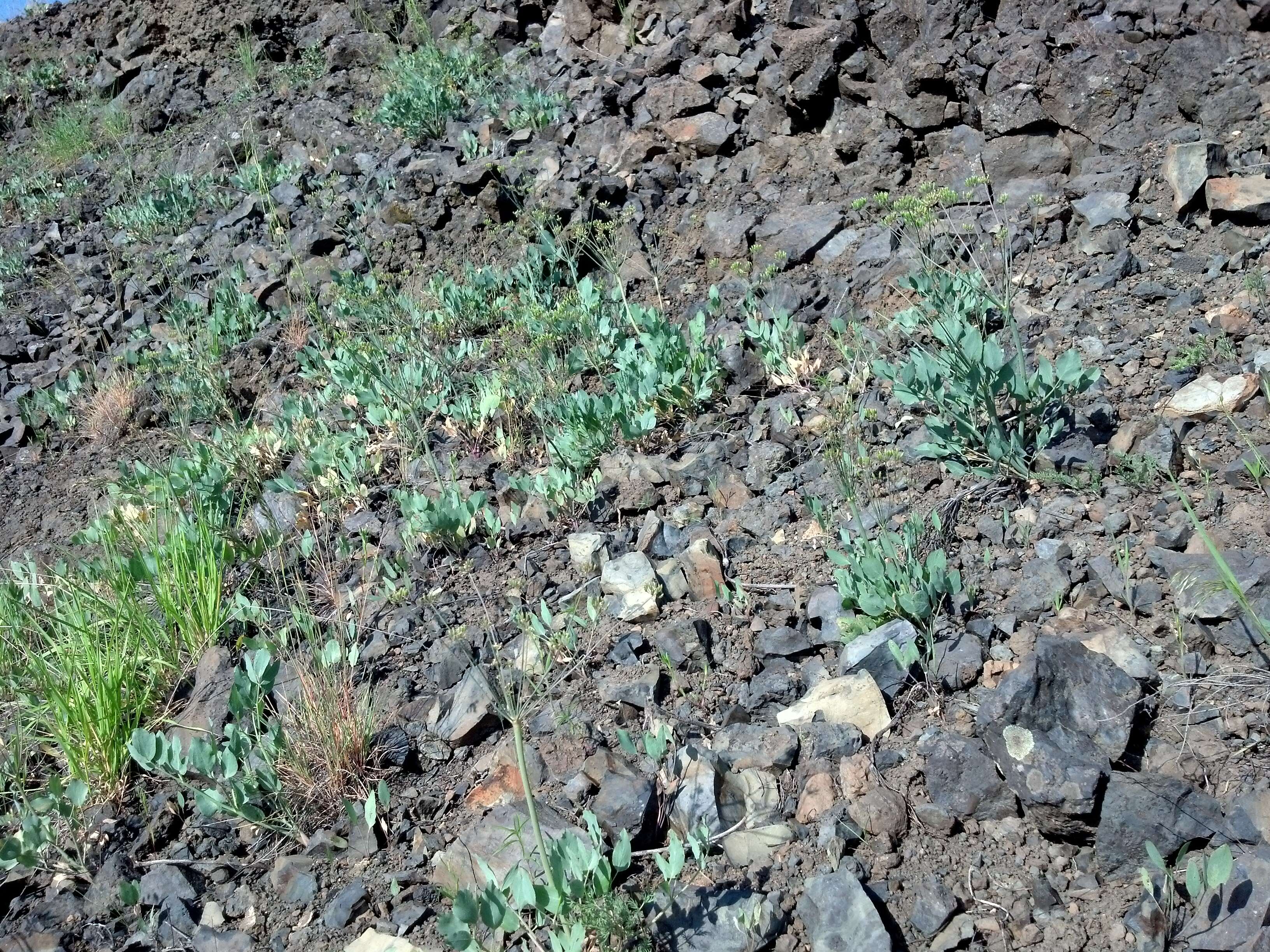 Imagem de Lomatium nudicaule (Pursh) Coult. & Rose