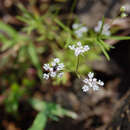 Image of Pimpinella tomentosa Dalz. ex C. B. Cl.