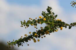 Image of Acacia sertiformis A. Cunn.