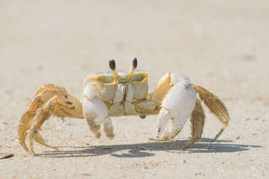 Image of Atlantic Ghost Crab