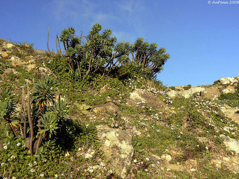 Image of Albanian spurge