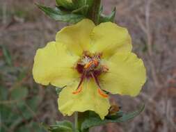 Image of wand mullein