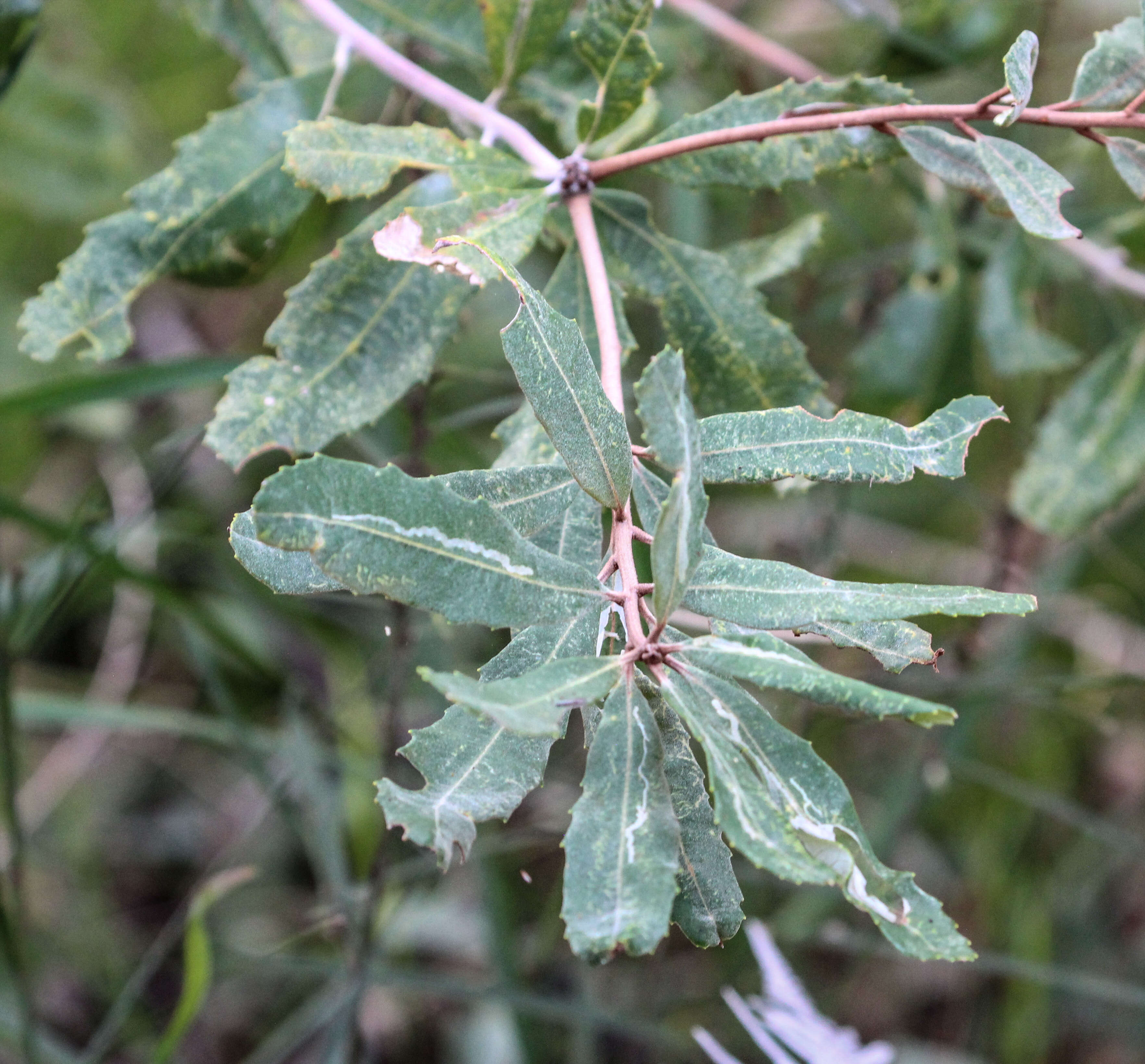 Image of Banksia oblongifolia Cav.