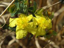 Image of fourpetal St. Johnswort