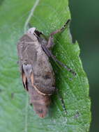 Image of Large Yellow Underwing