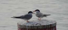 Image of Common Tern