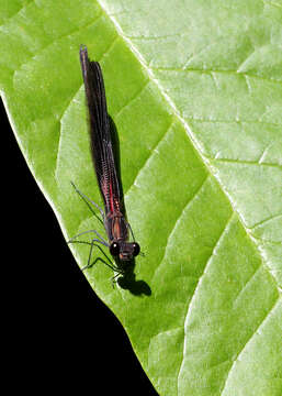 Image of Smoky Rubyspot