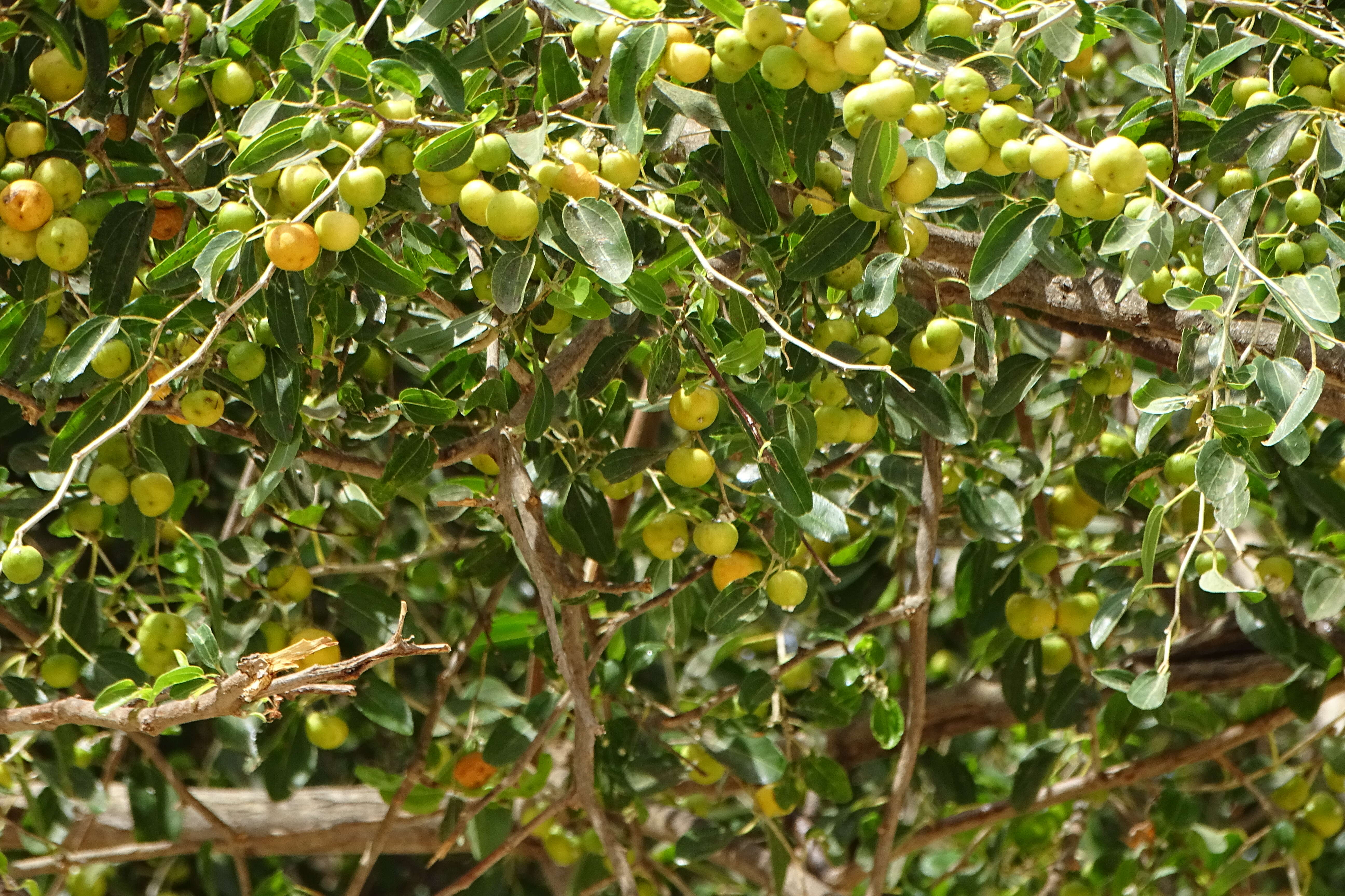 Image of jujube