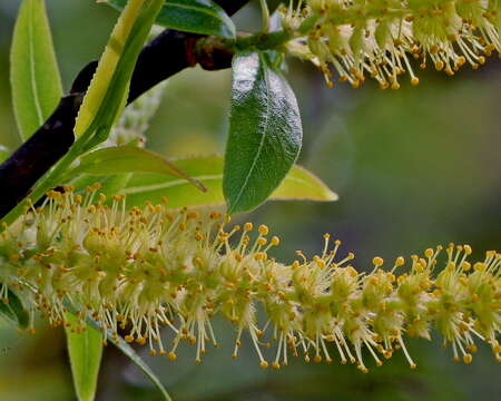 Image of coastal plain willow