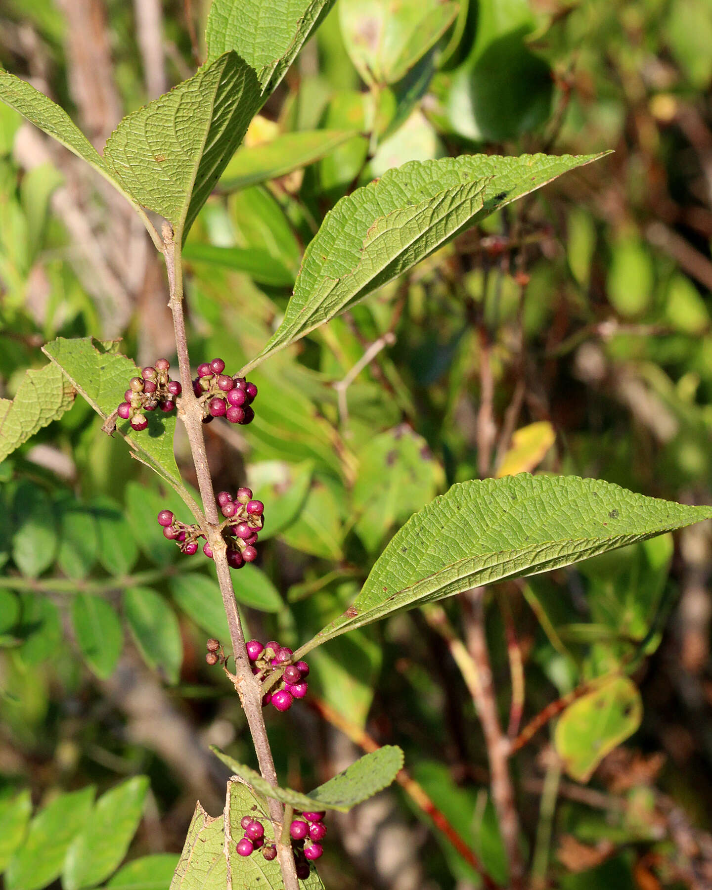 Image of Callicarpa