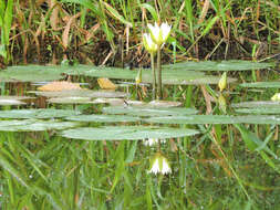 Image of Dotleaf waterlily