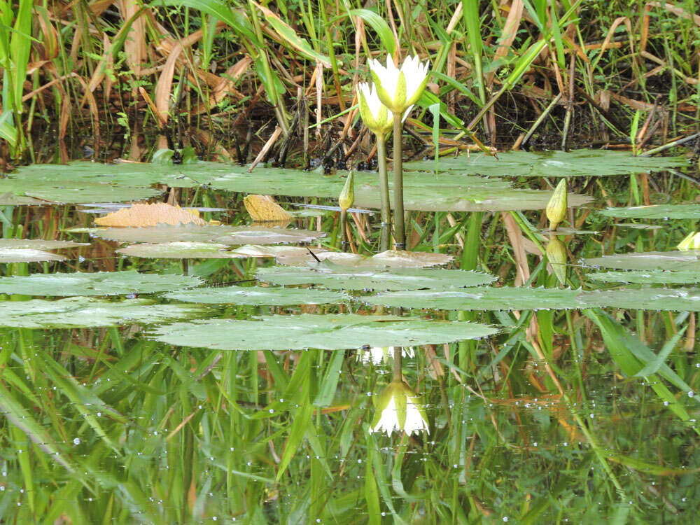 Image of Dotleaf waterlily