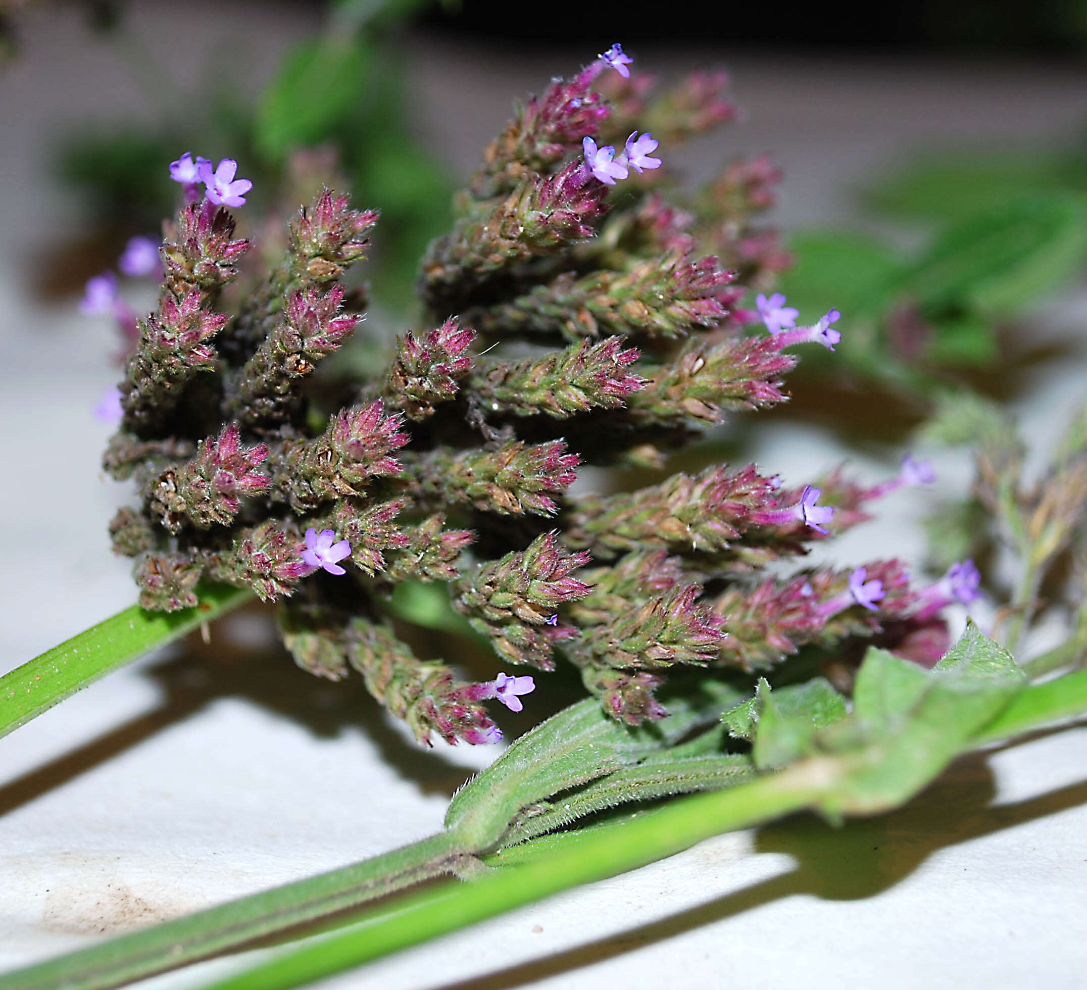 Image of vervain