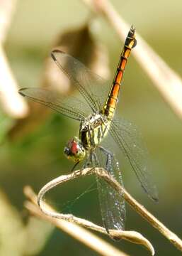 Image of Blue Chaser