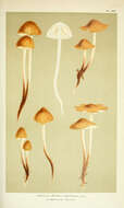 Image of Agaricus proliferus