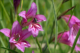 Image of Gladiolus illyricus W. D. J. Koch