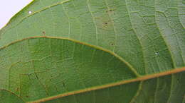 Image of propeller tree family