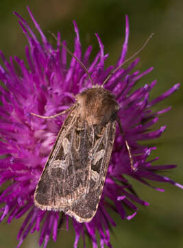 Image of Common Branded Skipper