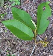 Image of Apeiba tibourbou Aubl.