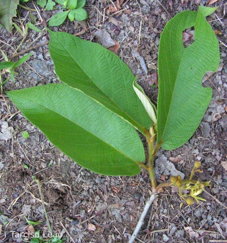 Image of Apeiba tibourbou Aubl.