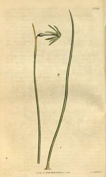 Image of daffodil