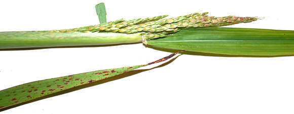 Image of Guinea Grass