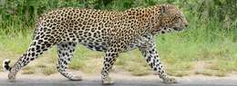 Image of Leopard