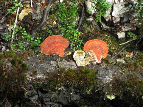 Image of Trametes