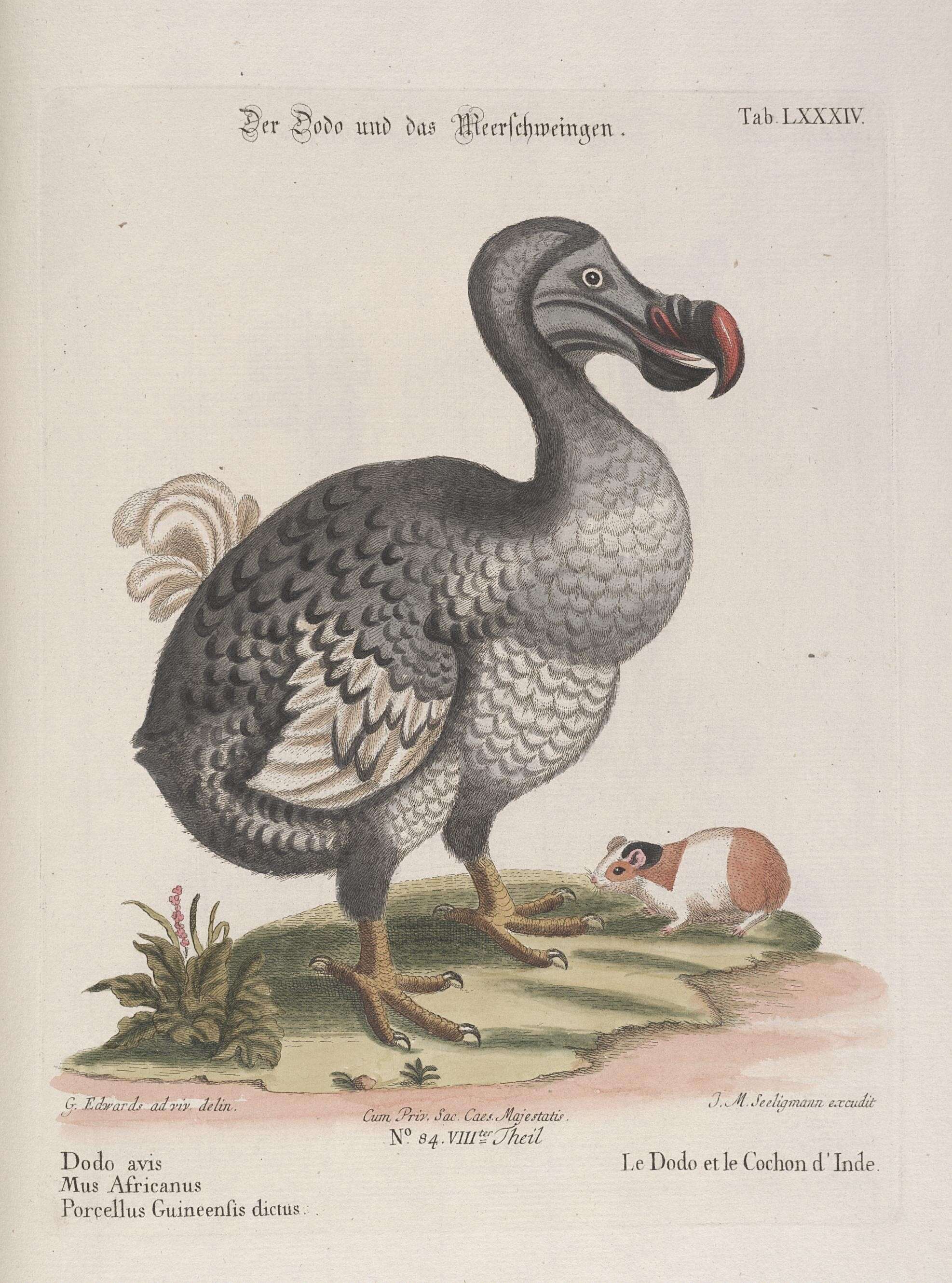 Image of Raphus Brisson 1760