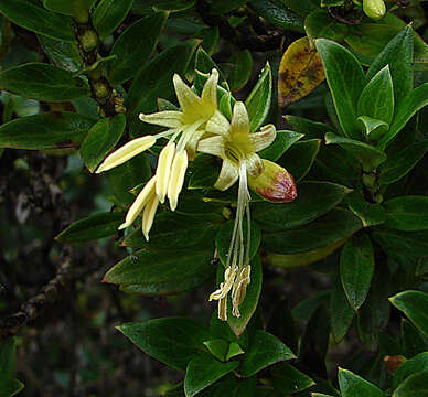 Image of Coprosma sundana Miq.