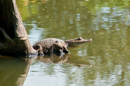 Image of Common Caiman