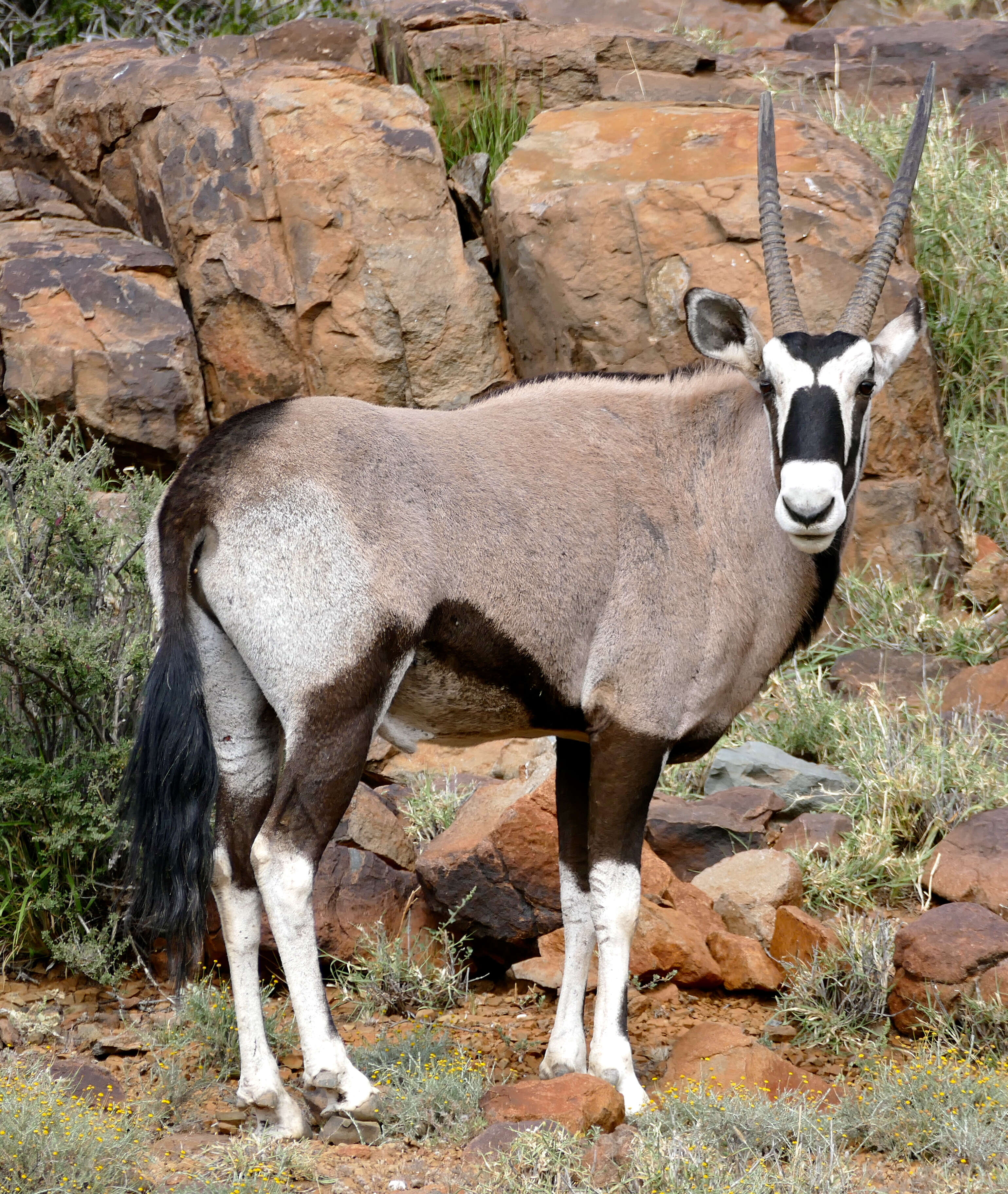 Image of Gemsbok