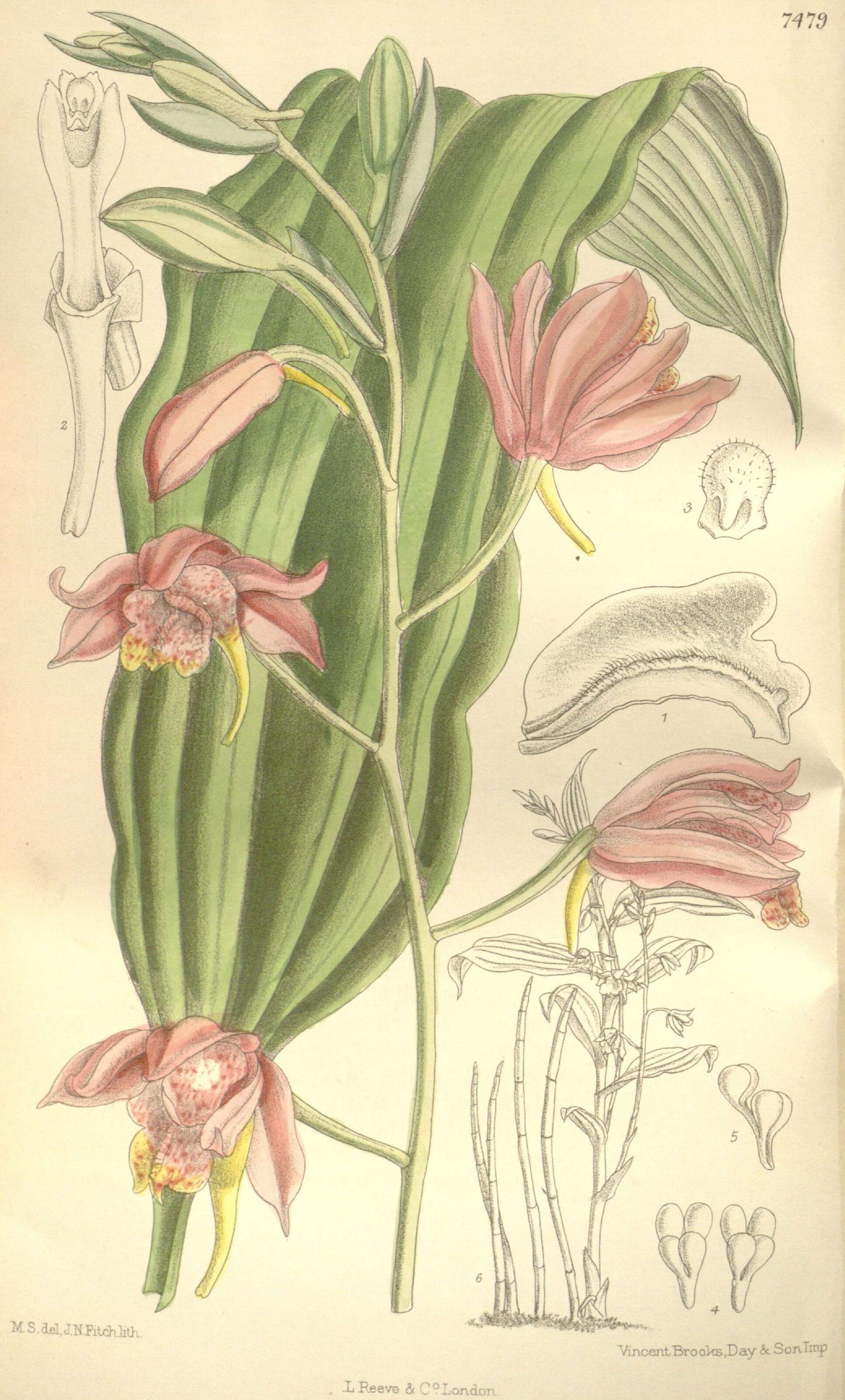 Image of Swamp orchids