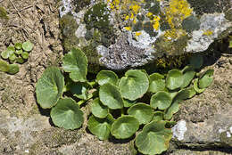 Image of Umbilicus rupestris (Salisb.) Dandy