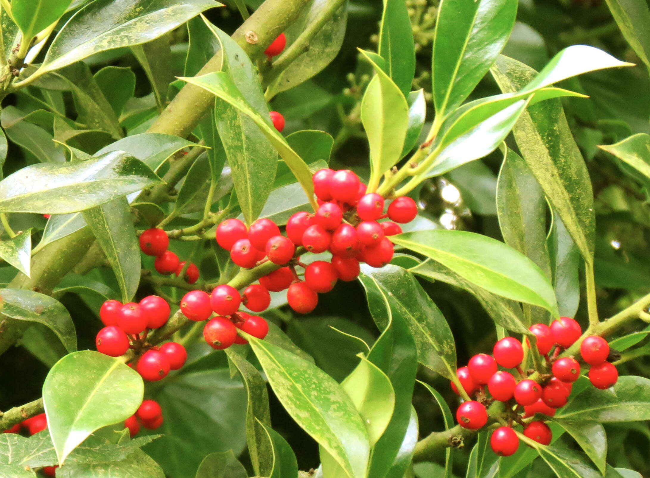 Image of English holly