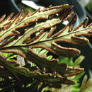 Image of Kauai digit fern