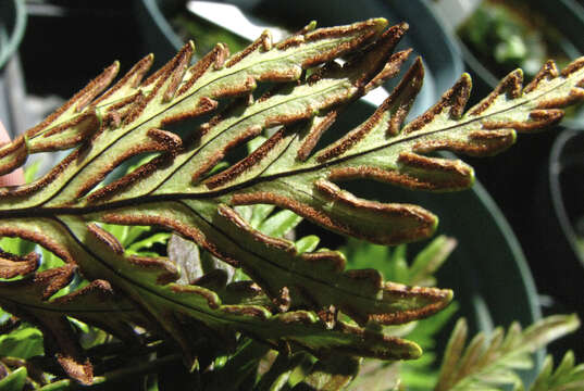 Image of Kauai digit fern