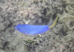 Image of Blue damsel