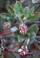 Image of hairy manzanita