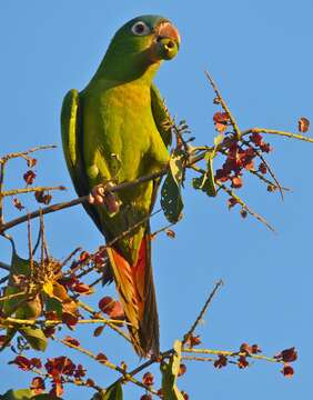 Image of Aratinga acuticaudata