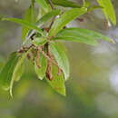 Sivun Quercus laurifolia Michx. kuva