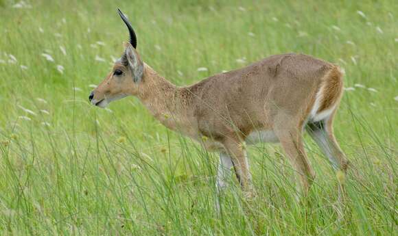 Image of Southern Reedbuck