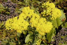 Image of Hard-Leaf Flat-Top-Goldenrod