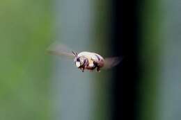 Image of carpenter bee