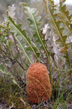 Imagem de Banksia gardneri A. S. George