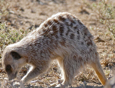 Image of Suricata Desmarest 1804