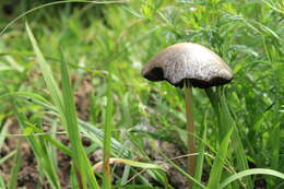 Image of Psilocybe cubensis (Earle) Singer 1948